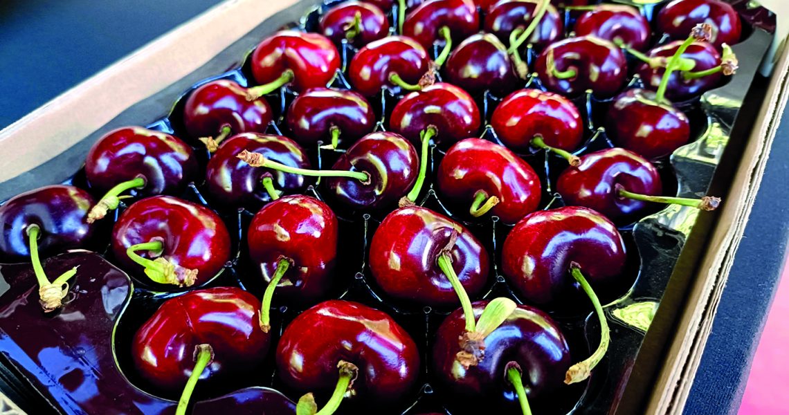 16 - cereja do fundão leilão 25 (ana ribeiro rodrigues)(1)