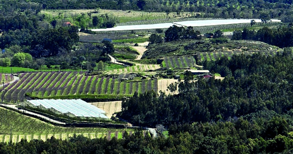 16 - túneis cereja gardunha (ana ribeiro rodrigues)(1)