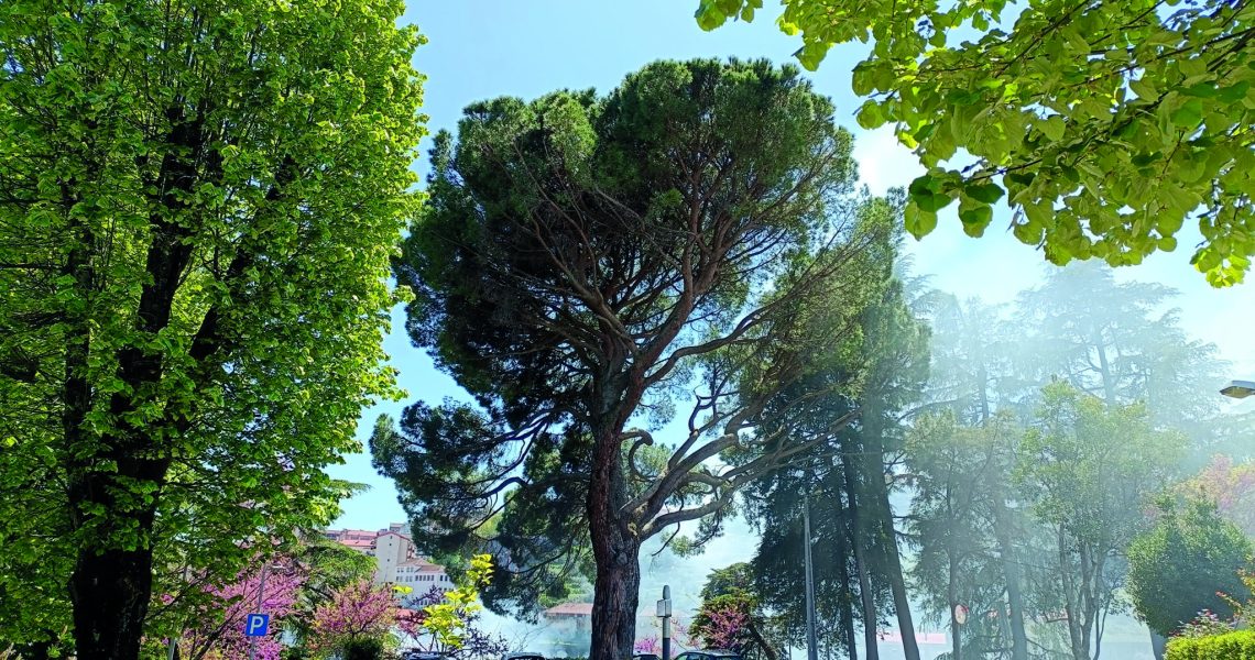 6 - pinheiro manso1 centenário penedos altos (ana ribeiro rodrigues)(1)