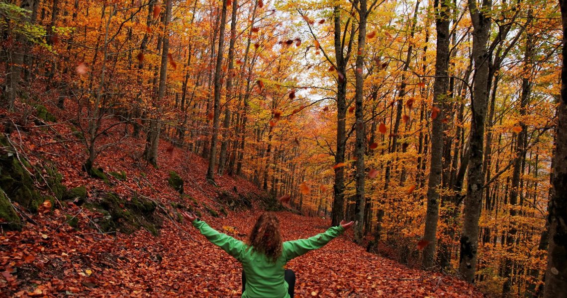 faias (gonçalo poço)