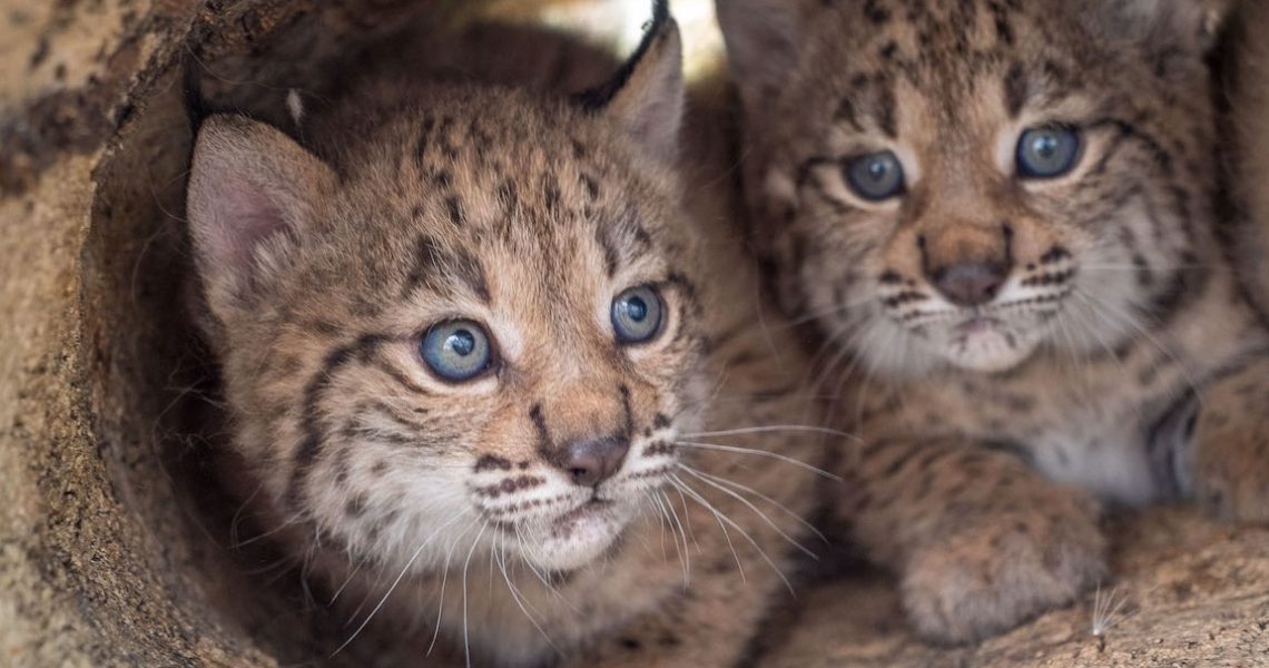 lince ibérico
